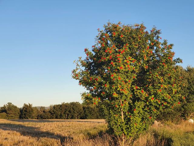 Rognebærtre ved Rusaset