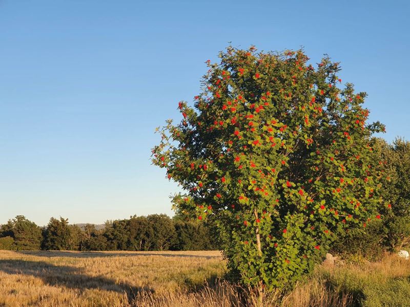 Rognebærtre ved Rusaset